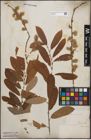 Foto von Salix cinerea L.